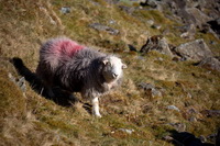 High Street, Herdwick Artwork, Little Strickland, Herdwick Wall Art, Heversham, Herdwick Sheep Prints, Orthwaite, High Spy, Loft Crag, Herdy Wall Art, Catbells, Cliburn, Herdwick, Herdy, Gowbarrow Fell, Troutbeck (Windermere), Ousby, Herdwick Sheep Oil Pastels, Herdy Sketches, St. Bees, Welton, Great Dodd, Whiteside, Herdies, Broughton Mills,  Lake District, Cumbria.