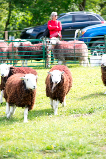 Little Hart Crag Field Herdwick Sheep
