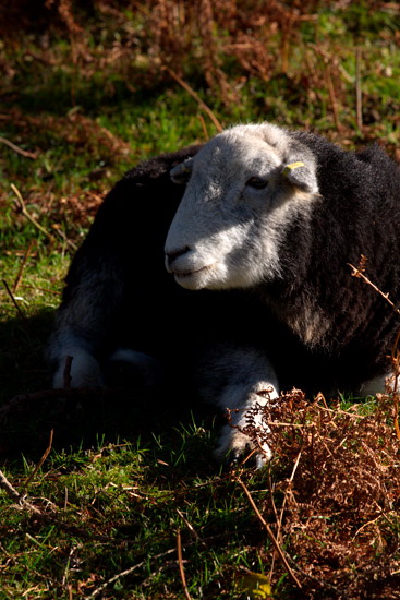 Hen Comb Valley Herdwick