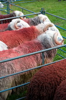 Parton, Crook, Hallin Fell, Birks, Meal Fell, Stone Arthur, Kirkbride, Hincaster, Herdwick Sheep Oil Pastels, Longtown, Nenthead, Herdwick, Bakestall, Herdwick Art, High Seat, Herdwick Sheep Acrylic Painting, Walla Crag, Braithwaite, Herdwick Sheep Prints, Melmerby, Warwick-on-Eden, Rannerdale Knotts, Great Cockup, Martindale, Crooklands, Great Dodd, Herdwick Sheep Oil Painting, Herdwick Sketch, Scaleby, Herdwick Sheep Sketch, Bonscale Pike,  Lake District, Cumbria.