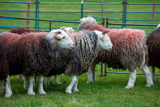 Helm Crag Field Herdwick Sheep - Lakeland Photos - Art Prints Helm Crag Field Herdwick Sheep