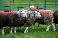 Herdwick, Tarn Crag (Far Eastern Fells), Birker Fell, Helvellyn, Culgaith, Colton, Heron Pike, Glassonby, Brock Crags, Herdwick Sheep, Rusland, Herdwick Sheep Oil Pastels, Little Asby, Herdwick Drawings, Lowther, Herdy Sheep Artist, Muncaster Fell, Beckermet, Silver How, Winster, Herdy Sketch, Crooklands, Mixed-Media Herdy Art, Herdwick Sheep Oil Painting, Dean, Bakestall, Cold Pike, Slight Side,  Lake District, Cumbria.