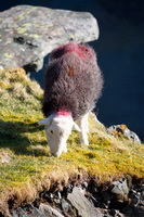 Haverigg, Herdy Art, Herdwick Wall Art, Herdwick Sheep Prints, Herdy Sketches, Brigflatts, Herdwick Sheep Oil Painting, Barton, Hesket Newmarket, Burnbank Fell, Herdwick, Herdwick Sheep Sketch, Herdies, Great Borne, Sale Fell, Lakeland Sheep, Seathwaite (Duddon Valley), Parsonby, Grasmere, Herdy Sheep Artist, Caw Fell, Thunacar Knott, Brown Pike, Sour Howes, Herdwick Sheep, Brockleymoor,  Lake District, Cumbria.