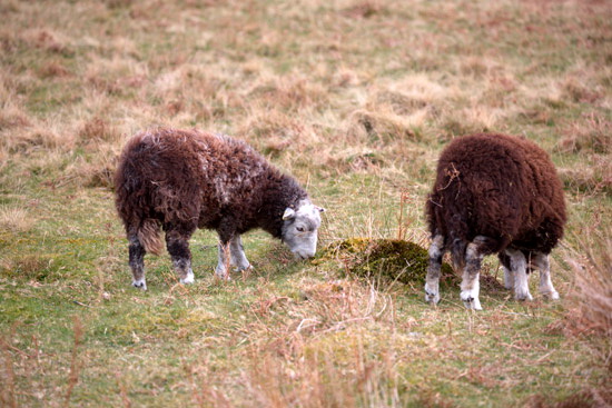 Place Fell Field Lake district Sheep