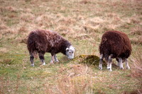 Great Asby, Drybeck, Herdwick Sheep Acrylic Paintings, Glenridding Dodd, Cumwhinton, Raise, Herdwick Sheep Prints, Herdy Sheep Artist, Kentmere Pike, Lakeland Herdy Artworks, Herdy Ewe, Rosthwaite (Keswick), Great Sca Fell, Herdwick Wall Art, Herdwick Sheep Oil Painting, Lakeland Sheep, Patterdale, Burnbank Fell, Lingmoor Fell, Storth, Great Calva, Swarthmoor, Blencow, Herdwick Sheep Sketch, Herdy Wall Art, Levens, Herdies, Hartsop Dodd, Whitehaven, Outerside, Threlkeld,  Lake District, Cumbria.