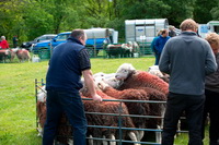 Skiddaw, Lank Rigg, Wetherlam, Lorton (High and Low), Lakeland Sheep, Mixed-Media Herdwick Art, Long Marton, Mungrisdale Common, Kirk Fell, Herdwick Ewe, Herdwick Company, Herdwick Sheep Oil Painting, Thurstonfield, Greysouthen, Low Wood, Distington, Hilton, Black Fell, Herdwick Sheep Acrylic Painting, Herdwick Sheep Sketch, Aldingham, Muncaster Fell, Gowbarrow Fell, Stybarrow Dodd, Cumwhitton,  Lake District, Cumbria.