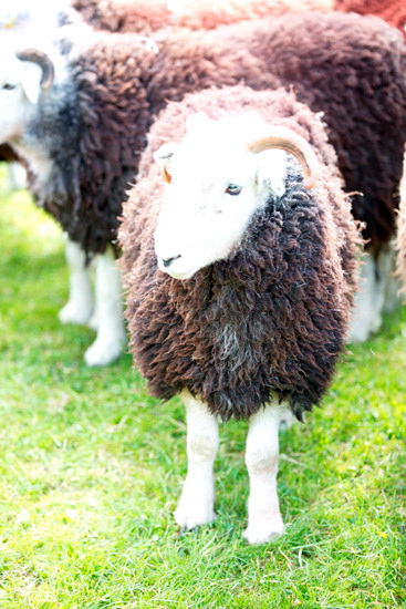 Natland Herdwick Sheep - Lakeland Photos - Art Prints Natland Herdwick Sheep