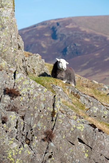 Rannerdale Knotts Field Lakeland Sheep