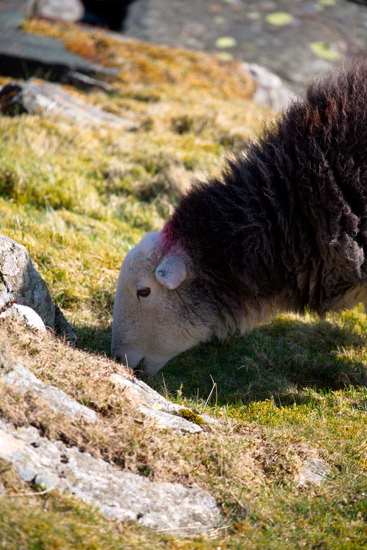 Boustead Hill Farm Lakeland Sheep