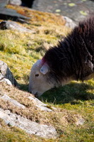 Gavel Fell, Martindale, Causey Pike, Herdwick Art, Herdwick Sheep Sketch, Herdwick Art Studio, Branstree, Melmerby, Alston, Herdwick Sheep Oil Painting, Herdwick Sheep Oil Painting, Dent, Muncaster Fell, Herdwick, Herdwick Company, Finsthwaite, Lakeland Sheep, Grey Friar, Embleton, Carrock Fell, Beckermet, Herdwick Sheep Oil Pastels, Rosthwaite (Keswick), Crosby Garrett, Herdwick Artwork, Catbells, Wandope, Castle Carrock,  Lake District, Cumbria.