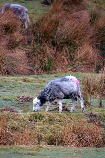 Brae Fell Herdwick Sheep