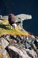 Herdy Art, Helton, Bowfell, Herdy Sheep Artist, Herdwick, Glenridding Dodd, Kirk Fell, Herdwick Sheep Sketch, Herdwick Sheep Oil Painting, Herdwick Sheep Art Studio, Stone Arthur, Selside Pike, Bootle, Herdy Sketches, Allen Crags, Herdwick Sheep, Witherslack, Seatallan, Herdwick Artwork, Grange-Over-Sands, Crag Fell, Herdwick Sheep Prints, Pillar, Kendal, Herdwick, Nethermost Pike, Mixed-Media Herdy Art, Warwick-on-Eden, Blindcrake,  Lake District, Cumbria.