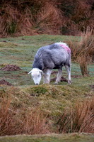 High Spy, Red Pike (Buttermere), Cumdivock, Illgill Head, Drumburgh, Uldale, Temple Sowerby, Herdwick, Caw Fell, Red Pike (Wasdale), Mixed-Media Herdwick Art, Nateby, Kidsty Pike, Herdwick Sketch, Blackford, Brock Crags, Beetham, Herdwick Sheep Sketch, Herdwick Sheep Oil Painting, Yewbarrow, Stone Arthur, Gilsland, Leasgill, Herdwick Art Studio, Herdies, Bakestall, Lakeland Sheep, Low Hesket, Skirwith, Welton, Rest Dodd,  Lake District, Cumbria.