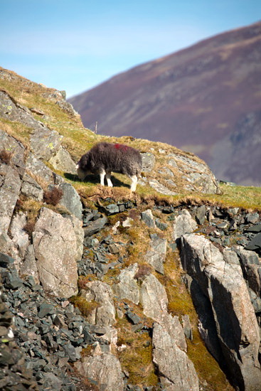 Mealsgate Field Lake district Sheep