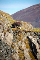 Hincaster, Burneside, Herdy Art, Dow Crag, Herdwick Sheep Oil Painting, Glenridding Dodd, Kearstwick, Whiteside, Glaramara, Grasmoor, Herdwick, Herdy Sketches, Herdy Sketch, Herdies, Torver, Herdwick Sheep Art Studio, Lakeland Herdy Artworks, Ling Fell, Mixed-Media Herdy Art, Cumwhitton, Bridekirk, Birker Fell, Catterlen, Herdwick Sheep, Little Hart Crag, Brigham, Lakeland Sheep, Herdwick Sheep Oil Pastels, Burgh by Sands,  Lake District, Cumbria.