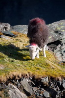 Seatallan, Mixed-Media Herdy Art, Herdies, Herdwick Sheep Prints, White Side, Herdy Sketch, Beaumont, High Tove, Herdwick Drawings, Long Marton, Westnewton, Clappersgate, Keswick, Watendlath, Herdwick Sheep Oil Pastels, Burnbanks, Blea Rigg, Natland, Great Salkeld, Longlands Fell, Crosscanonby, Grike, Herdy Wall Art, Kirkbride, Lowthwaite Fell, Burnbank Fell, Watch Hill, Herdwick, Colthouse, Crag Fell, Herdwick Sheep,  Lake District, Cumbria.