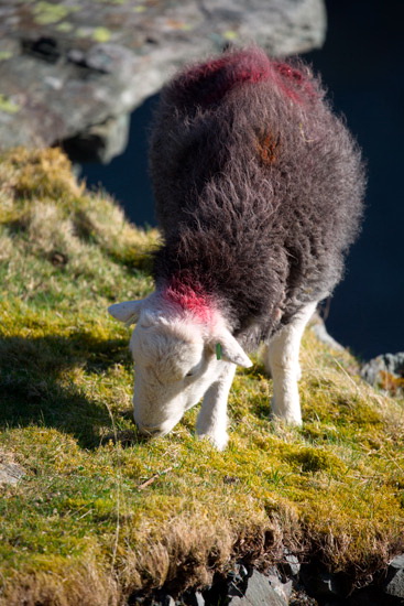 Dacre Farm Herdwick
