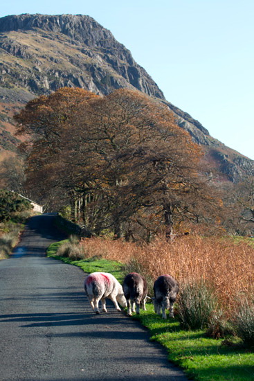 Kearstwick Farm Lake district Sheep