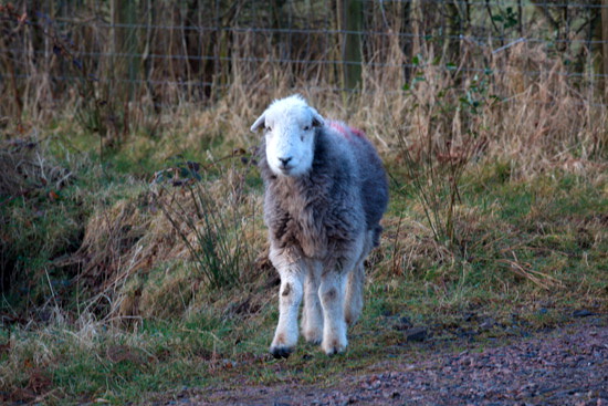 Green Crag Valley Lake district Sheep