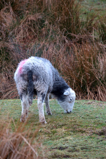 Bowness-on-Solway Valley Lake district Sheep