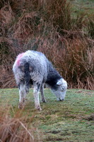 Red Pike (Buttermere), Lonscale Fell, Herdwick Sheep, Grayrigg, Loft Crag, Haycock, High Crag, Herdy Sketches, Grange (Keswick), Renwick, Herdwick Sheep Oil Painting, Brougham, Dovenby, Mixed-Media Herdy Art, Scotby, Dove Crag, Skiddaw, Allen Crags, Froswick, Herdwick, Herdwick, Rosthwaite Fell, Burneside, Brampton (Carlisle), Ullscarf, Herdy Ewe, Lakeland Sheep, Herdwick Sheep Art, Brough, Herdy Sketch,  Lake District, Cumbria.