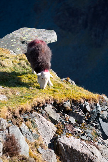 Port Carlisle Valley Lake district Sheep