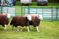 Nenthead, Gowbarrow Fell, Herdy, Lakeland Herdy Artworks, Hutton Roof, Brockleymoor, Lakeland Sheep, The Nab, Tebay, Vickerstown, Herdwick, Calf Crag, Herdwick Sheep Acrylic Paintings, Great Broughton, Thornthwaite Crag, Herdwick Artwork, Ling Fell, Nateby, Colby, Herdwick Sheep, Mixed-Media Herdy Art, Scoat Fell, Buckbarrow, Harrison Stickle, Middle Dodd, Herdwick Wall Art, Brougham, Herdy Wall Art, Herdwick Sheep Oil Painting,  Lake District, Cumbria.