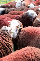 Great Dodd, Lowther, Herdy Wall Art, Crosby Garrett, Meal Bank, Herdwick, Sergeant Man, Blencow, Black Combe, Abbeytown, High Stile, Wiggonby, Herdwick Wall Art, Silver How, Sedgwick, Lakeland Sheep, Saint Sunday Crag, Brae Fell, Herdwick Sheep Oil Painting, Skirwith, Old Town, Kirkby Thore, Mixed-Media Herdy Art, Herdwick Sheep Oil Painting, High Crag, Harter Fell, Mardale,  Lake District, Cumbria.