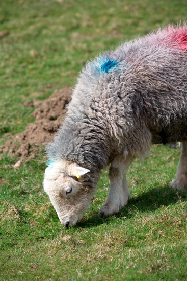 Selside Pike Farm Lake district Sheep