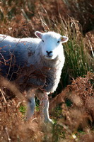 Herdwick Artwork, Bassenthwaite, Kirkbride, Garrigill, Grey Crag, Herdy Wall Art, Bannerdale Crags, Ling Fell, Yoke, Sedbergh, Culgaith, Hayton (Brampton), Barrow-In-Furness, Herdwick Sheep Oil Painting, Herdies, Herdy, Pike of Stickle, Herdwick Sheep Oil Painting, Broom Fell, Spark Bridge, Wandope, Rosthwaite (Keswick), Herdwick Sheep Sketch, Herdwick Sheep Acrylic Paintings, Whiteless Pike,  Lake District, Cumbria.