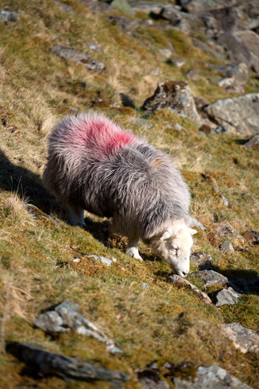 Starling Dodd Valley Lakeland Sheep - Lakeland Photos - Art Prints Starling Dodd Valley Lakeland Sheep