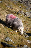 Wether Hill, Souther Fell, Piel Island, Green Crag, Newbiggin-on-Lune, Greendale, Lakeland Herdy Artworks, Moresby, Yoke, Herdy Wall Art, Rusland, Herdy Sketch, Herdies, Brown Pike, Buttermere, Herdy, Herdwick, Windermere, Lakeland Sheep, Herdwick Sheep Art, Herdwick Sheep Prints, Grange-Over-Sands, Abbeytown, High Street, Herdwick Sheep, The Nab, Stone Arthur,  Lake District, Cumbria.