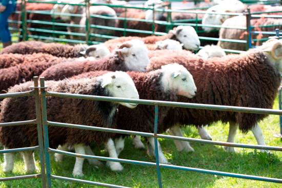 Wasdale Head Field Lake district Sheep