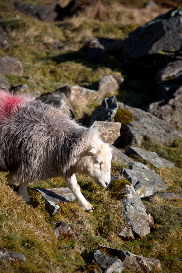 Embleton Farm Herdwick - Lakeland Photos - Art Prints Embleton Farm Herdwick