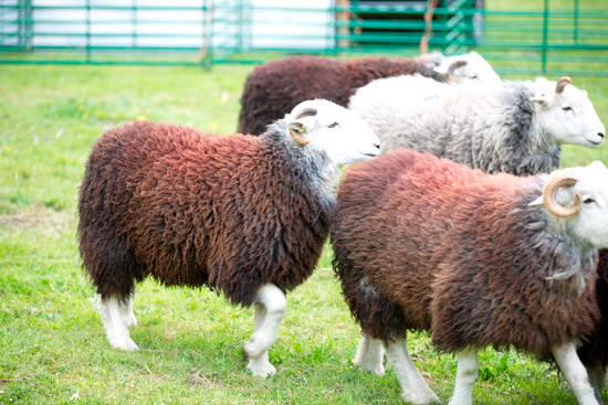 Crosby Garrett Farm Herdwick