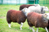 Herdwick Drawings, Elterwater, Herdwick, Hen Comb, Harter Fell, Eskdale, Selside Pike, Mixed-Media Herdwick Art, Hartsop above How, Slate Fell, Rydal, Herdwick, Newby Bridge, Kirkhouse, Wreay (Carlisle), Herdwick Sheep, Rusland, Stybarrow Dodd, Walla Crag, Eskdale Green, High Stile, Clough Head, Herdwick Sheep Prints, Middle Dodd, Crosby-on-Eden, Pike of Stickle, Sheffield Pike, Herdwick Sheep Oil Painting, Herdies, Herdwick Sheep Sketch,  Lake District, Cumbria.