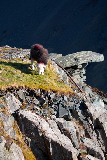 Mardale Ill Bell Herdwick Sheep