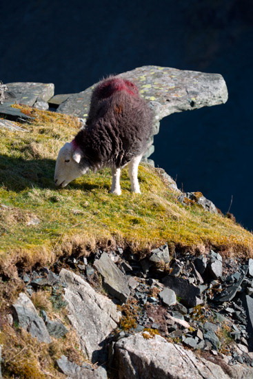 Grinsdale Lakeland Sheep