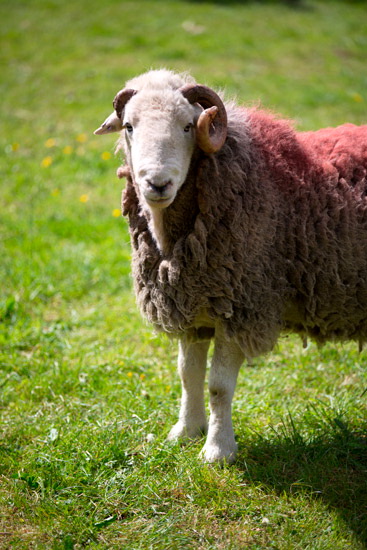 Edenhall Valley Herdwick Sheep