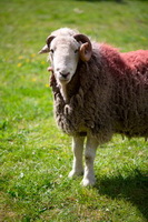 Isle of Walney, Pavey Ark, Sail, Carrock Fell, Blake Fell, Herdwick, Kendal, Herdwick Sheep Acrylic Paintings, Herdwick Sheep Prints, Lowick, Herdy Ewe, Herdies, Herdwick, Gavel Fell, Herdy Sheep Artist, Embleton, Longlands Fell, Lakeland Herdy Artworks, Moresby, Roa Island, Natland, Lakeland Sheep, Slate Fell, Burneside, Souther Fell, Herdy Wall Art, Mixed-Media Herdy Art, Silver How, Ponsonby, Bowness-on-Windermere, Herdwick Sheep Oil Painting, Ullscarf,  Lake District, Cumbria.