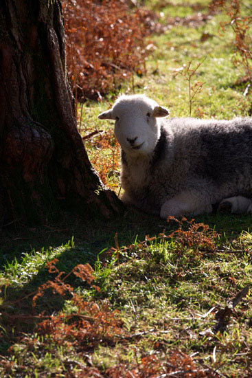 Helm Crag Farm Lakeland Sheep - Lakeland Photos - Art Prints Helm Crag Farm Lakeland Sheep