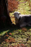 Ulverston, Dearham, Anthorn, Hen Comb, Herdy Sketches, Ill Bell, Herdy Wall Art, Allen Crags, Blea Rigg, Ponsonby, Little Strickland, Lakeland Sheep, Piel Island, Applethwaite, Herdwick Sheep, Bewaldeth, Herdwick Sheep Prints, Raise, Robinson, Thunacar Knott, Herdwick Sheep Sketch, Starling Dodd, Herdwick Drawings, Winster, Great Cockup, Plumpton (Penrith), Green Gable, High Raise, Blencarn, Herdy, Branstree,  Lake District, Cumbria.