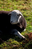 Hoff, Fleetwith Pike, Herdwick, Little Langdale, Bootle, Herdy Wall Art, Burneside, Old Town, Santon Bridge, Black Combe, Herdy Sketches, Herdwick Sheep Sketch, Herdwick Sheep Acrylic Paintings, Herdwick Sheep Oil Painting, Seatoller, Lakeland Herdy Artworks, Middle Dodd, Edenhall, Blencathra, Hen Comb, Green Crag, Herdwick Sheep Prints, Raise, Grisedale Pike, Bothel, Herdwick Sheep Oil Painting, Gleaston,  Lake District, Cumbria.