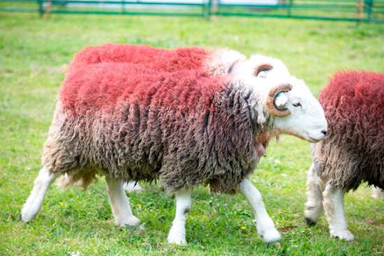 Hale Farm Lakeland Sheep - Lakeland Photos - Art Prints Hale Farm Lakeland Sheep