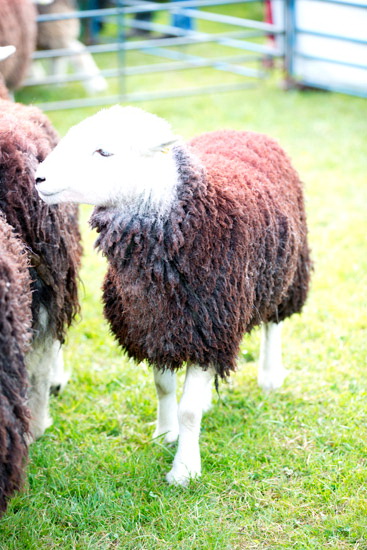 Spark Bridge Valley Lakeland Sheep