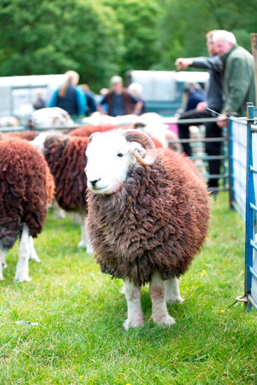 Great Cockup Herdwick - Lakeland Photos - Art Prints Great Cockup Herdwick