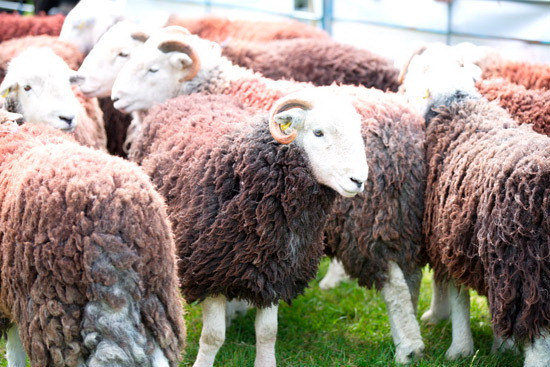 Stainton With Adgarley Farm Herdwick