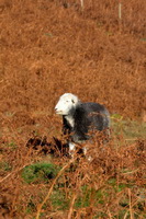 Herdy Sketch, Herdy Ewe, Herdy Art, Herdwick Sheep Acrylic Paintings, Herdwick Sheep Art, Herdy, Herdy Sketches, Herdwick Sheep Oil Painting, Herdwick, Herdy Wall Art, Herdwick, Herdwick Sheep Prints, Herdwick Sheep Oil Painting, Lakeland Herdy Artworks, Herdwick Wall Art, Herdwick Sheep Art Studio, Herdwick Sheep Sketch, Mixed-Media Herdy Art, Herdwick Drawings, Herdwick Sheep Oil Pastels, Lakeland Sheep, Herdy Sheep Artist, Herdwick Artwork, Herdies, Eel Crag (Crag Hill), Bampton Grange, Great Rigg, Helm Crag, Sheffield Pike, Endmoor, Slight Side, Newton Reigny, Kearstwick, Grey Knotts, Long