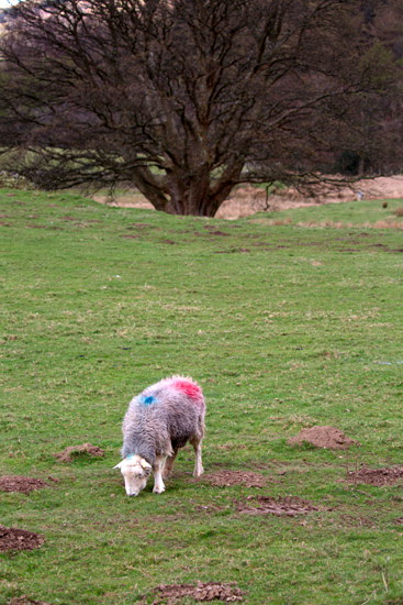 Near Sawrey Farm Herdwick