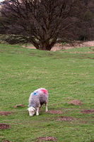 Mellbreak, Vickerstown, Great Crag, Tirril, Herdwick Sheep Oil Painting, Herdwick, Scoat Fell, Saint Sunday Crag, Threlkeld, Herdwick Art, Carrock Fell, Dove Crag, Herdies, Herdwick Drawings, Boot, Herdwick Sheep Sketch, Low Wood, Soulby (Kirkby Stephen), Bothel, Herdwick Sheep Acrylic Painting, Cold Pike, Blencarn, Birks, Herdwick Sketch, Bakestall, Longtown, Herdwick Sheep Oil Pastels, Lakeland Sheep, Lowther, Lake District,  Lake District, Cumbria.